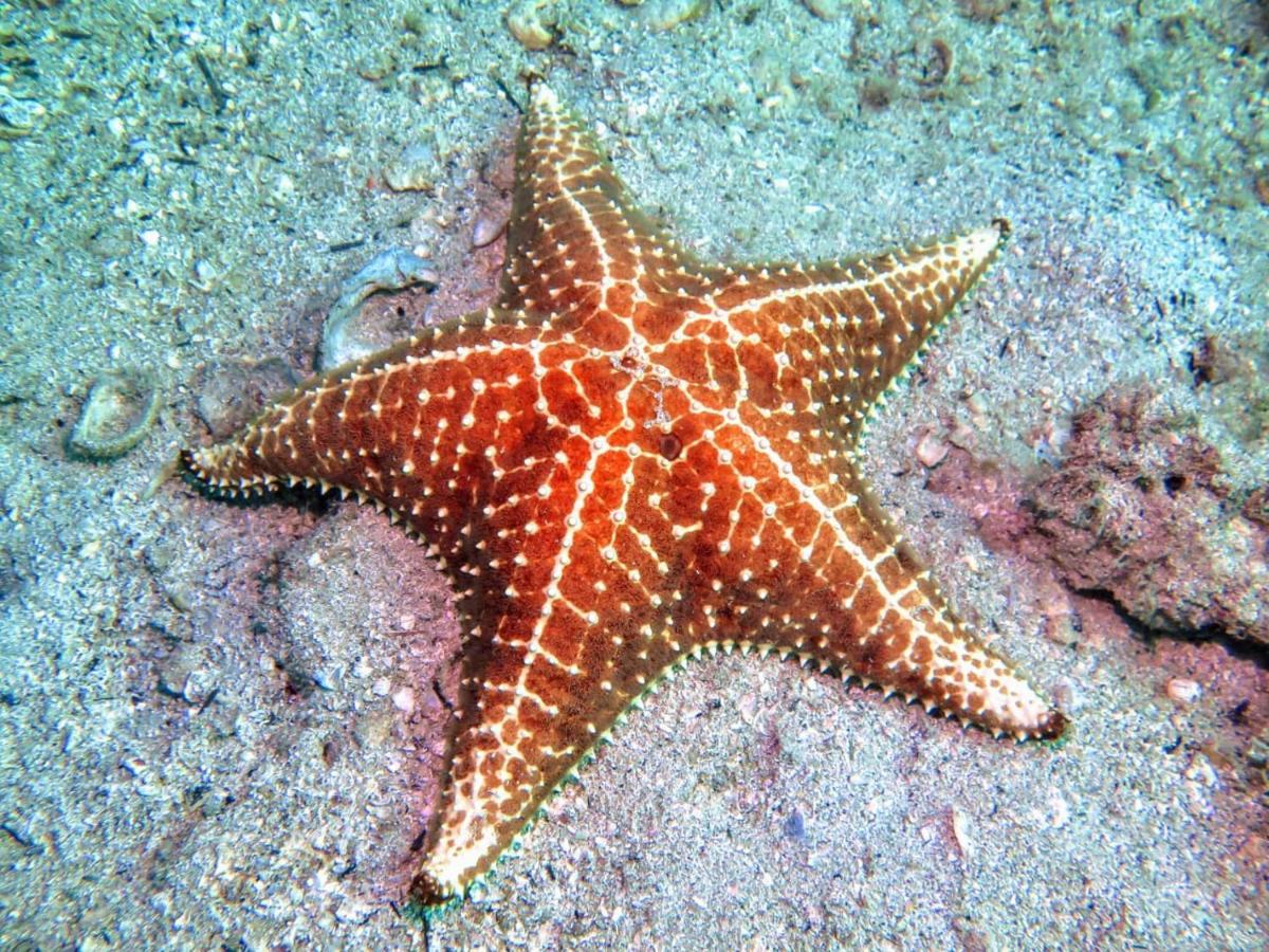Pousada E Mergulho Dolce Vita Praia Vermelha  Экстерьер фото